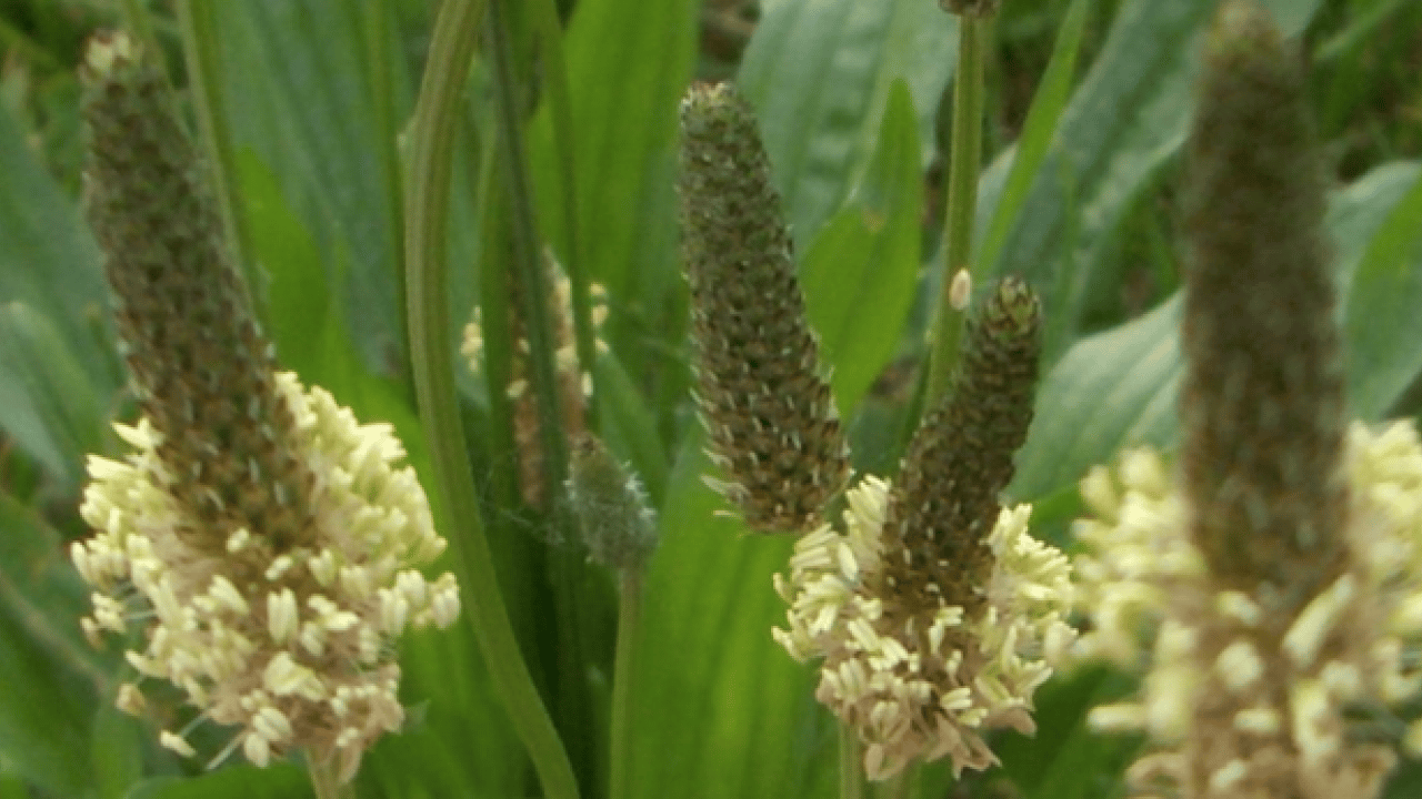 Damar Otu (Sinirli Ot)'un faydaları o kadar çok ki... Çiçekleri ile şaşırtıyor 