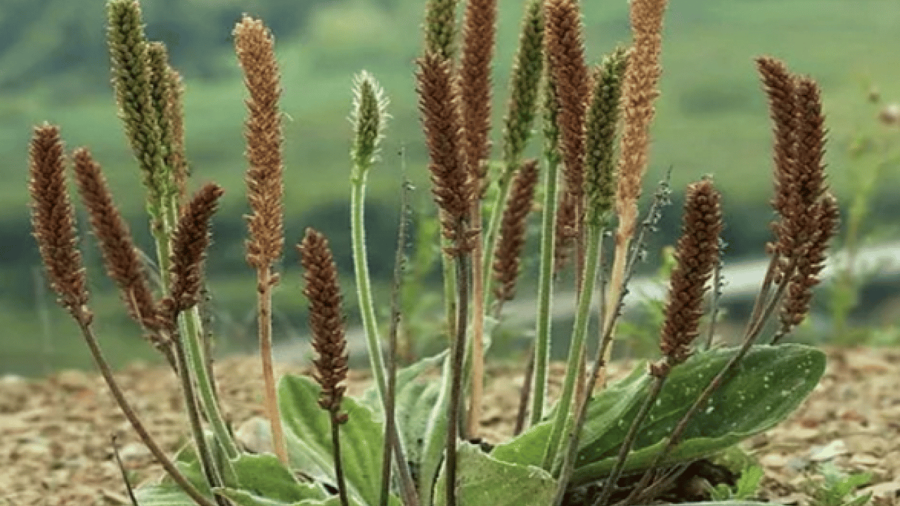Foto - Damar Otu (Sinirli Ot)'un faydaları o kadar çok ki... Çiçekleri ile şaşırtıyor 