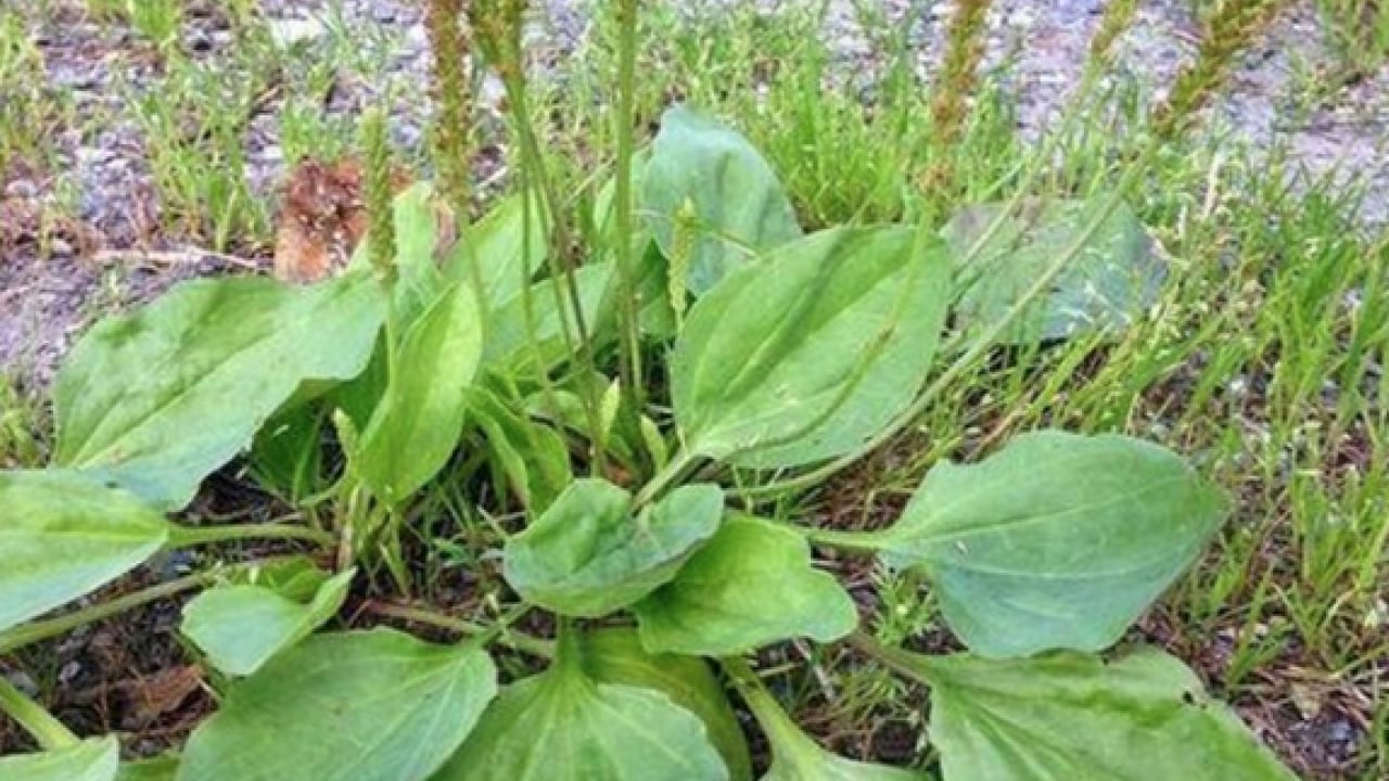 Foto - Damar Otu (Sinirli Ot)'un faydaları o kadar çok ki... Çiçekleri ile şaşırtıyor 