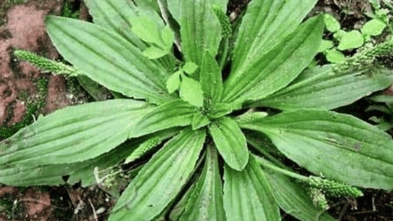 Foto - Damar Otu (Sinirli Ot)'un faydaları o kadar çok ki... Çiçekleri ile şaşırtıyor 