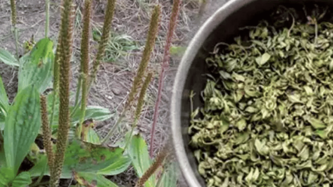 Foto - Damar Otu (Sinirli Ot)'un faydaları o kadar çok ki... Çiçekleri ile şaşırtıyor 