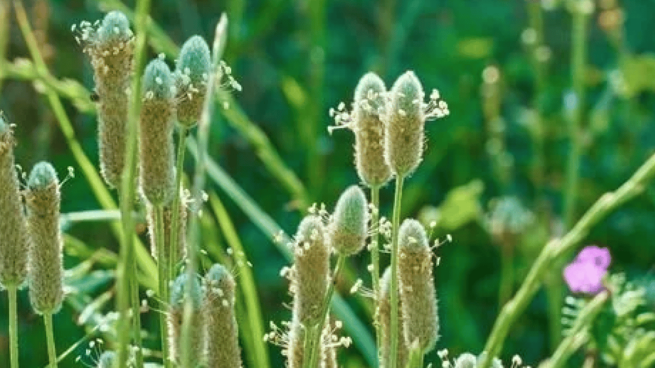 Foto - Damar Otu (Sinirli Ot)'un faydaları o kadar çok ki... Çiçekleri ile şaşırtıyor 