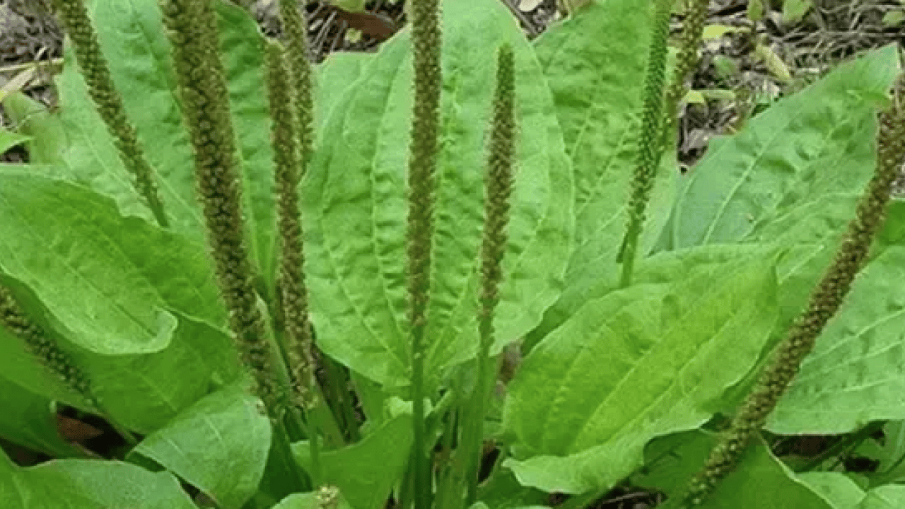 Foto - Damar Otu (Sinirli Ot)'un faydaları o kadar çok ki... Çiçekleri ile şaşırtıyor 