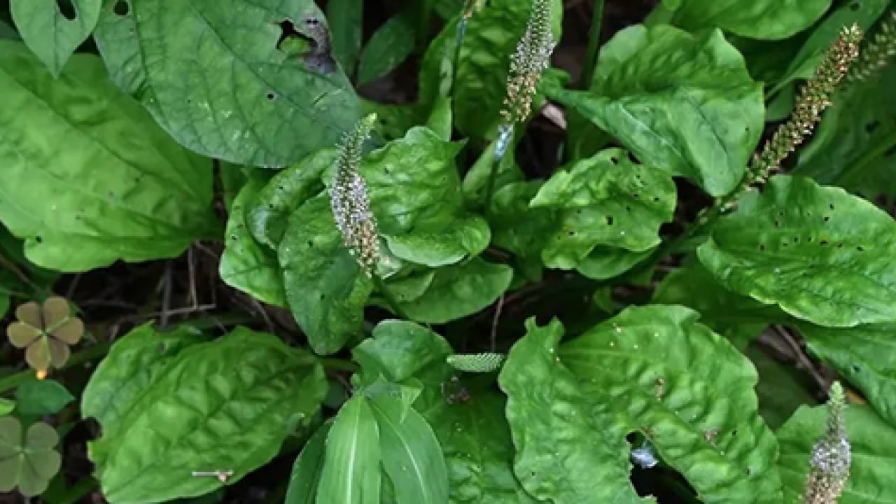 Foto - Damar Otu (Sinirli Ot)'un faydaları o kadar çok ki... Çiçekleri ile şaşırtıyor 