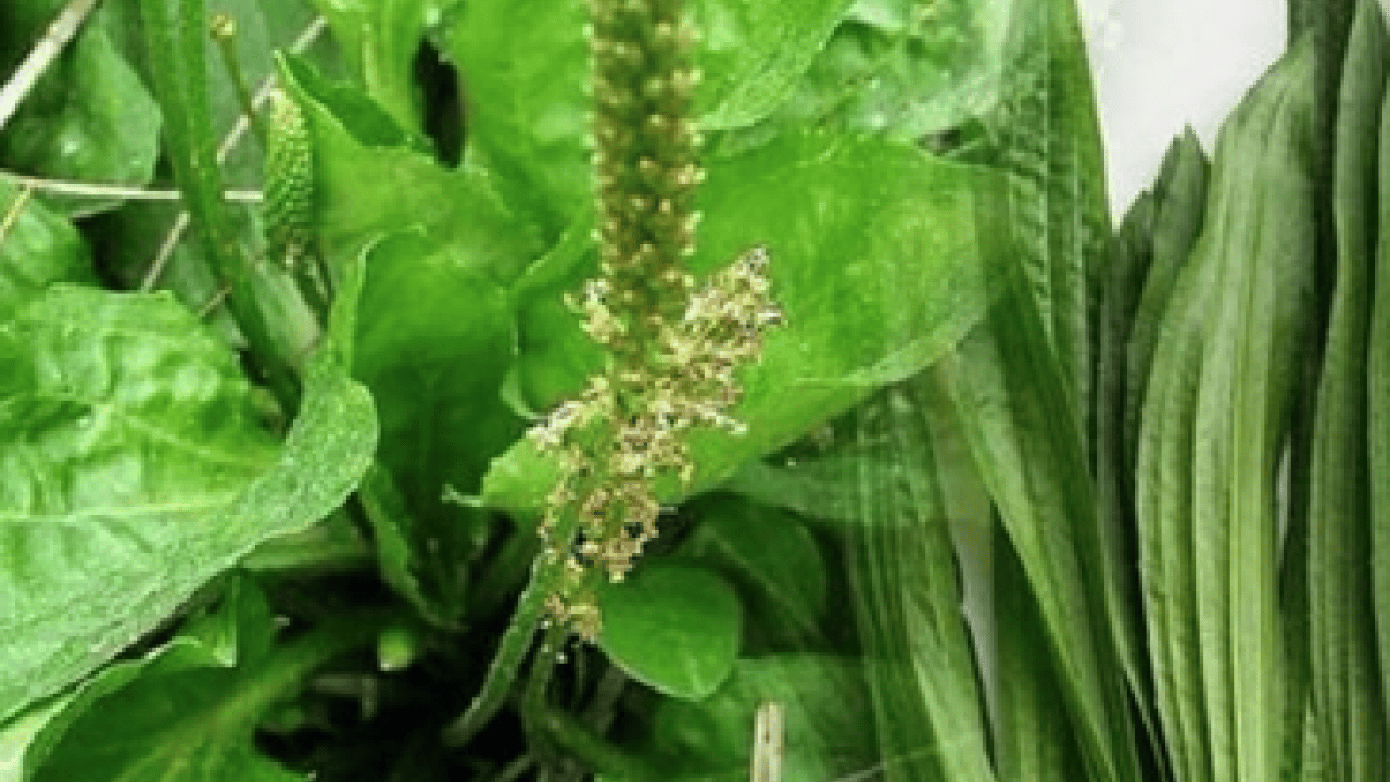 Foto - Damar Otu (Sinirli Ot)'un faydaları o kadar çok ki... Çiçekleri ile şaşırtıyor 