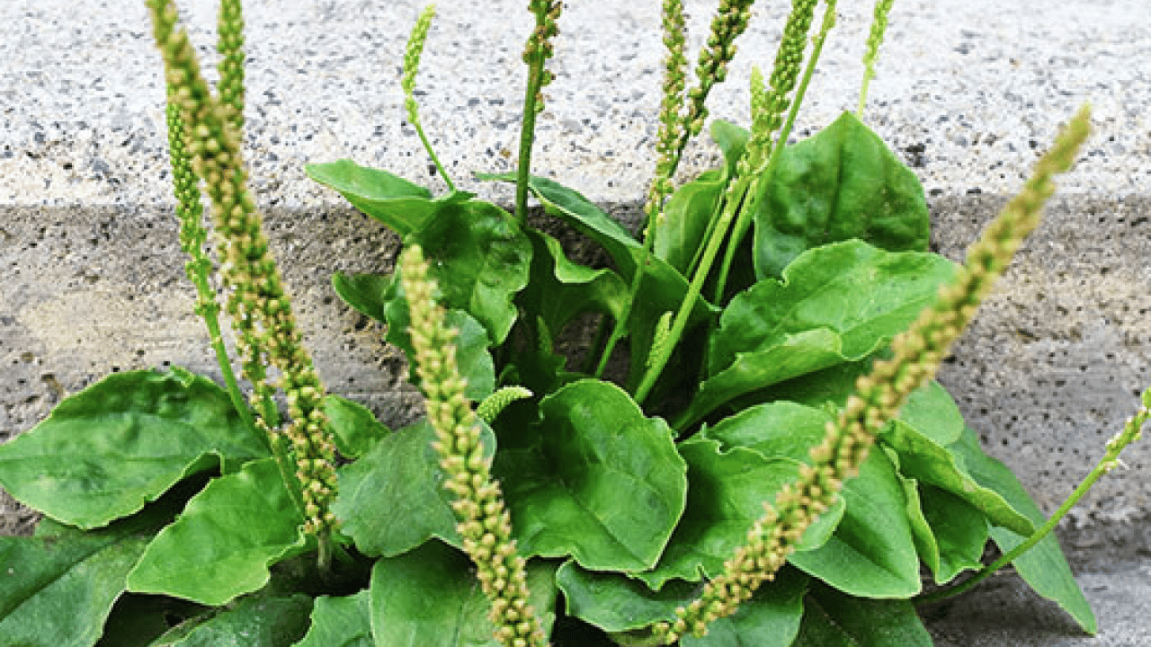 Foto - Damar Otu (Sinirli Ot)'un faydaları o kadar çok ki... Çiçekleri ile şaşırtıyor 