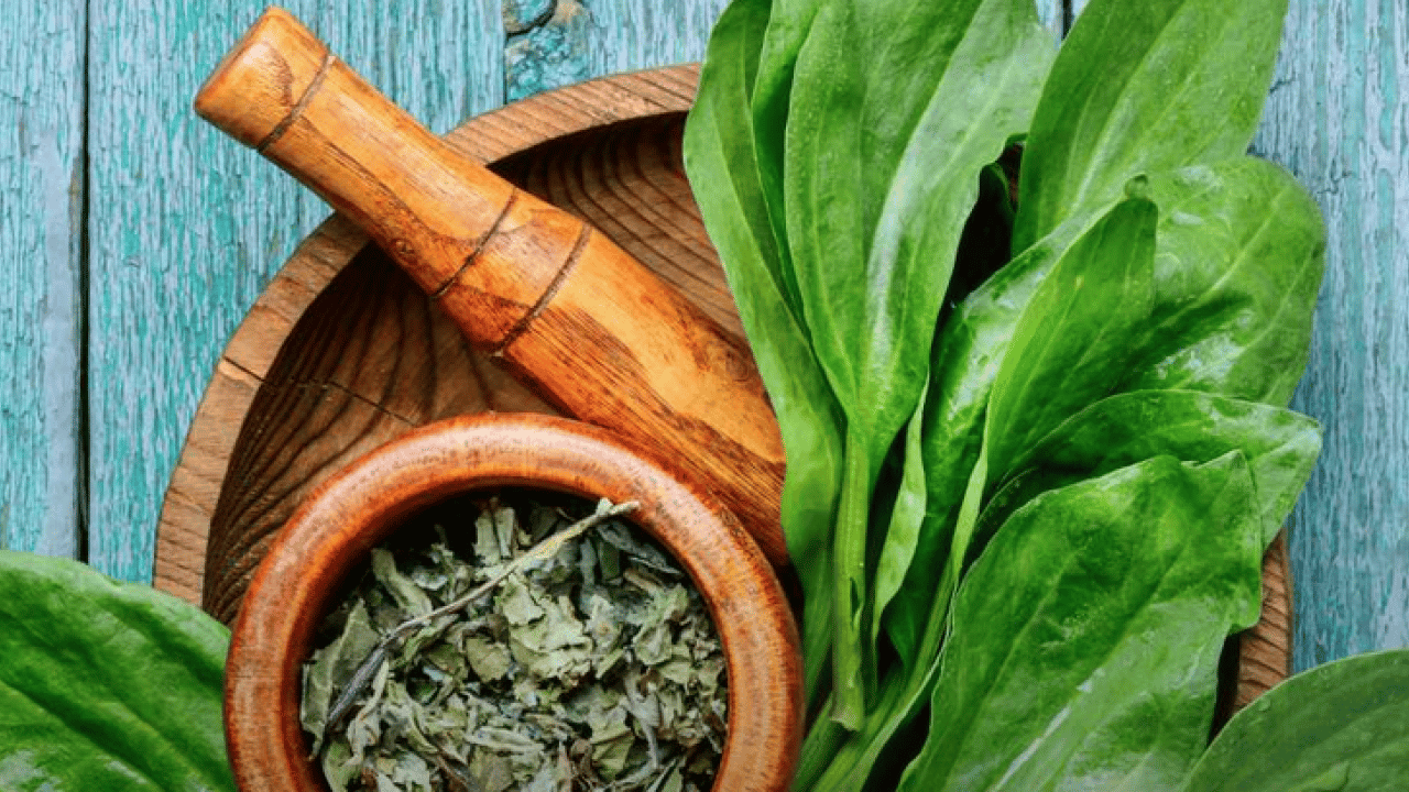 Foto - Damar Otu (Sinirli Ot)'un faydaları o kadar çok ki... Çiçekleri ile şaşırtıyor 