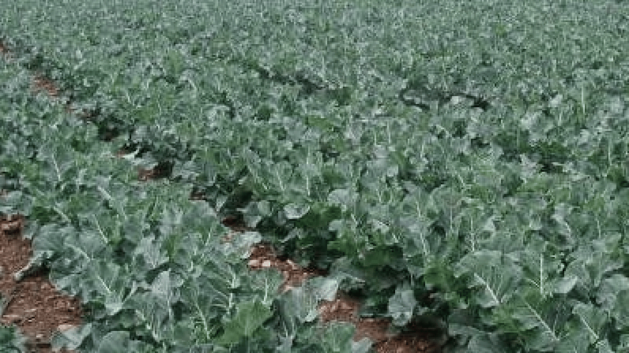 Foto - Damar tıkanıklığını durduruyor... Kolesterolü tarihe gömecek şifa kaynağı bu!