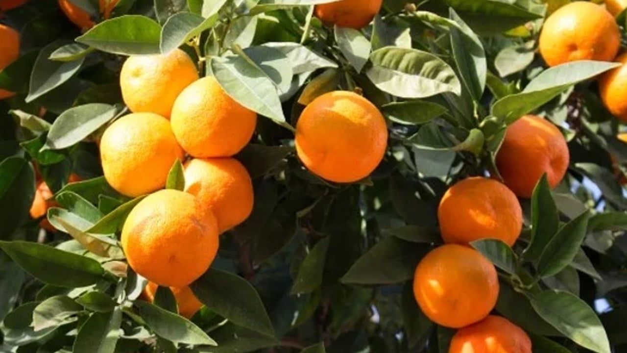 Foto - Damar yollarındaki düğümü çözen meyve: Tansiyonu düşürüyor! Her gün bir bardak portakal suyu içerseniz