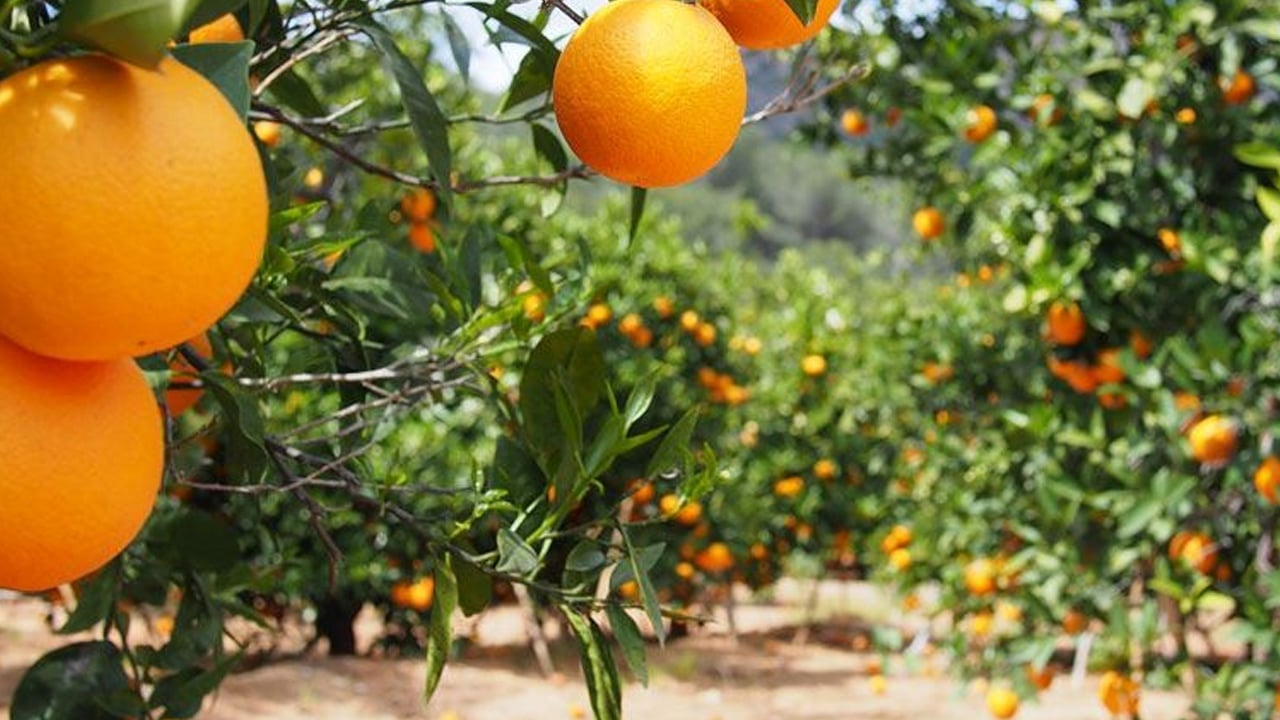 Foto - Damar yollarındaki düğümü çözen meyve: Tansiyonu düşürüyor! Her gün bir bardak portakal suyu içerseniz