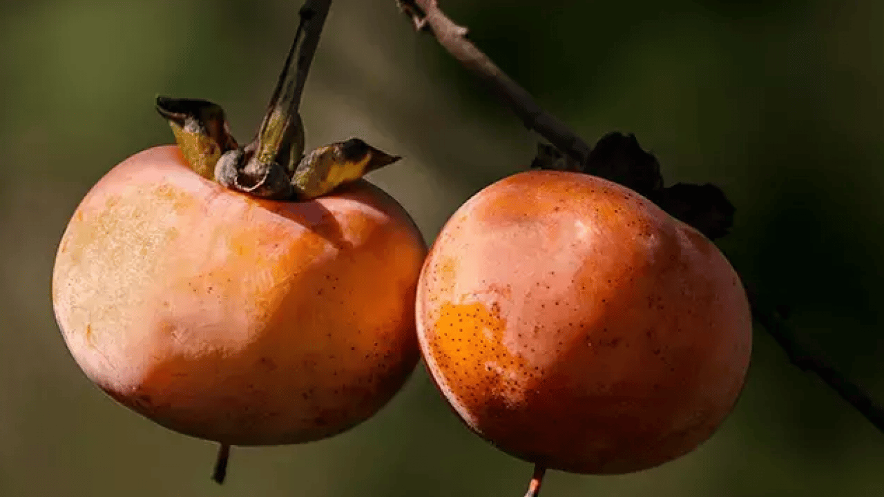 Foto - Damar yollarını otobana çeviriyor: Doğal tansiyon ilacı!