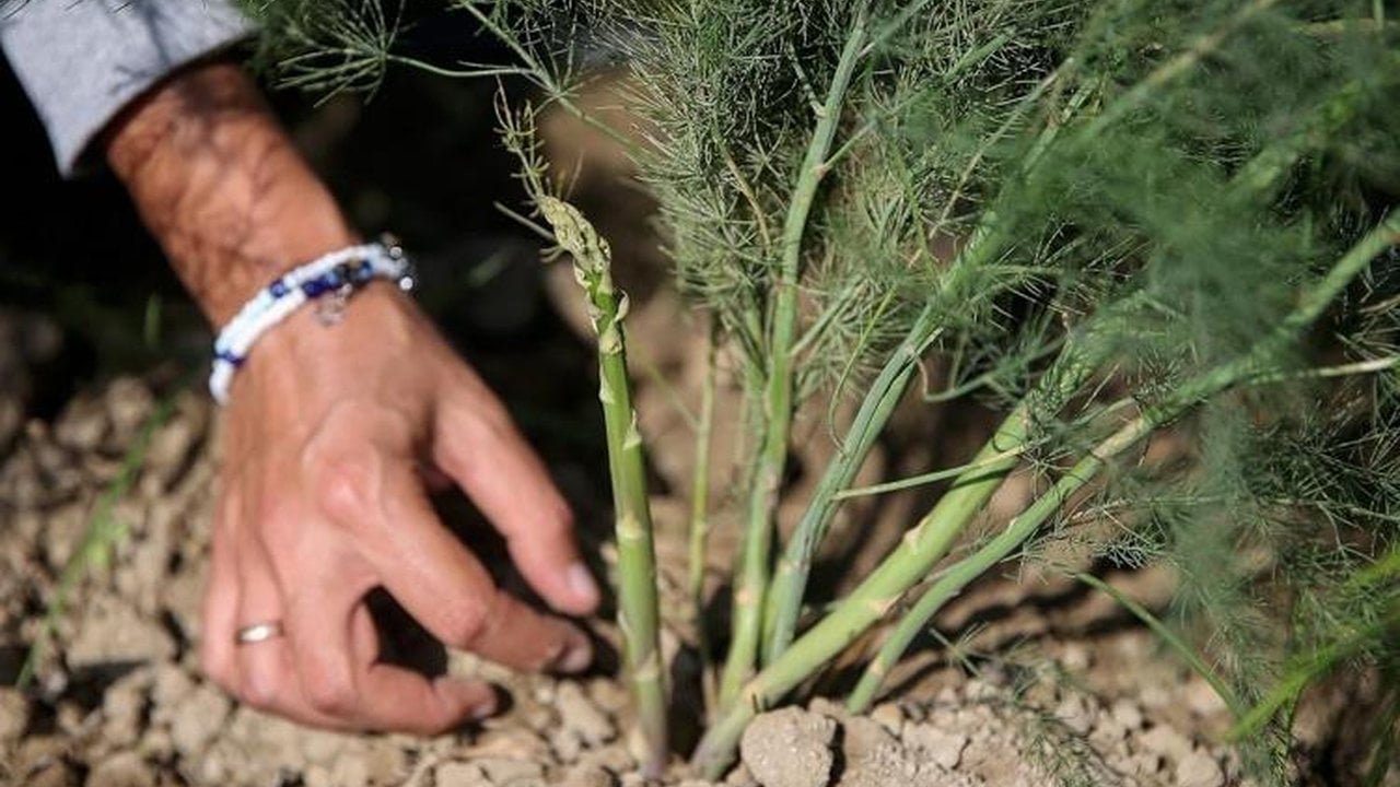 Foto - Damarları temizleyip cillop gibi yapıyor, kalbi zırh gibi koruyor! İşte kandaki yağı eriten şifalar