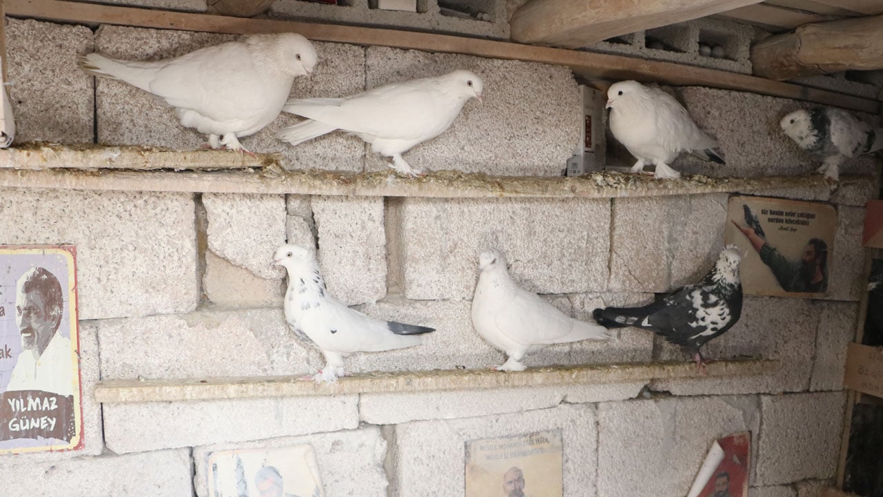 Foto - Damdaki miras! 20 yıldır 50 güvercine bakıyor