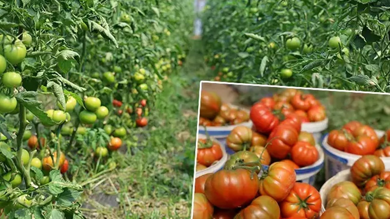 Foto - Dangalak domatesin hasadı başladı! Kilosu 100 liradan satılıyor! Herkes kapış kapış satın alıyor... Sofrada yer açın