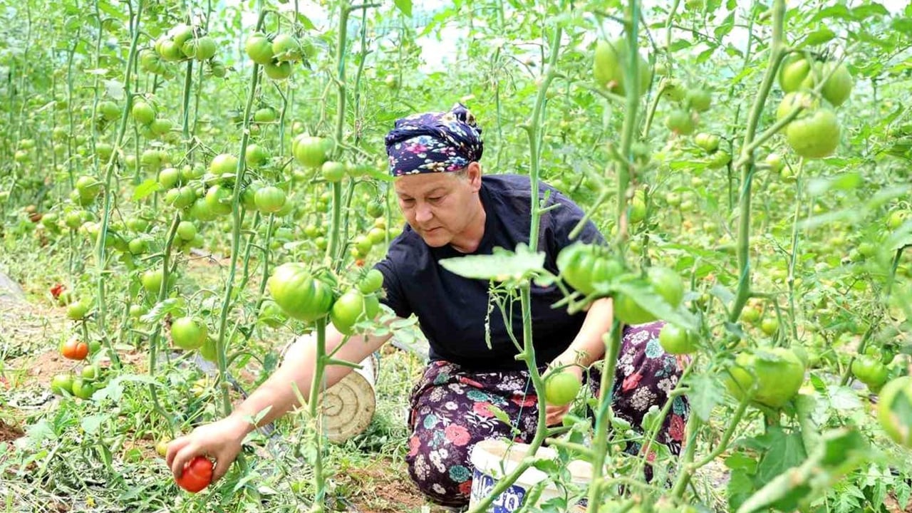 Foto - Dangalak domatesin hasadı başladı! Kilosu 100 liradan satılıyor! Herkes kapış kapış satın alıyor... Sofrada yer açın