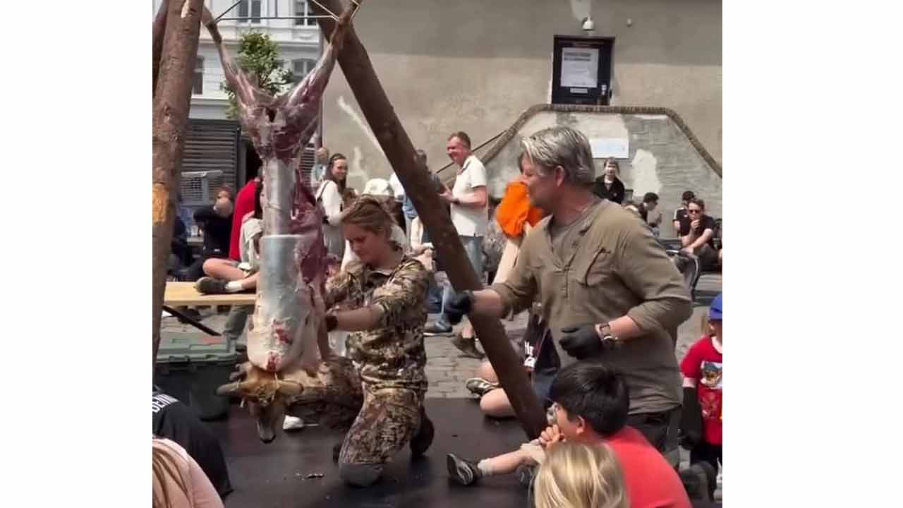 Foto - Danimarka’da, "hayvan böyle yüzülür"... Türkiye’de, "yapmayın çocuklar üzülür"