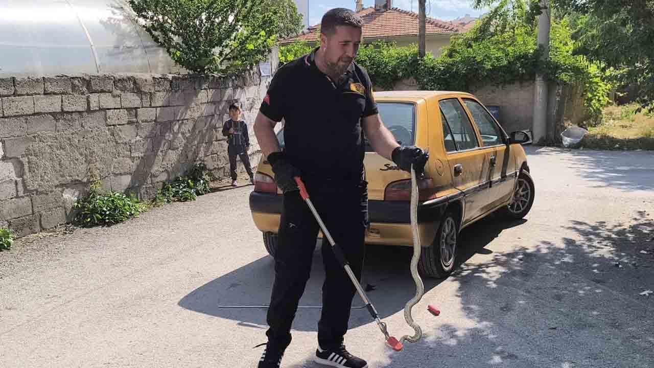 Foto - Davetsiz misafir mahalleyi karıştırdı