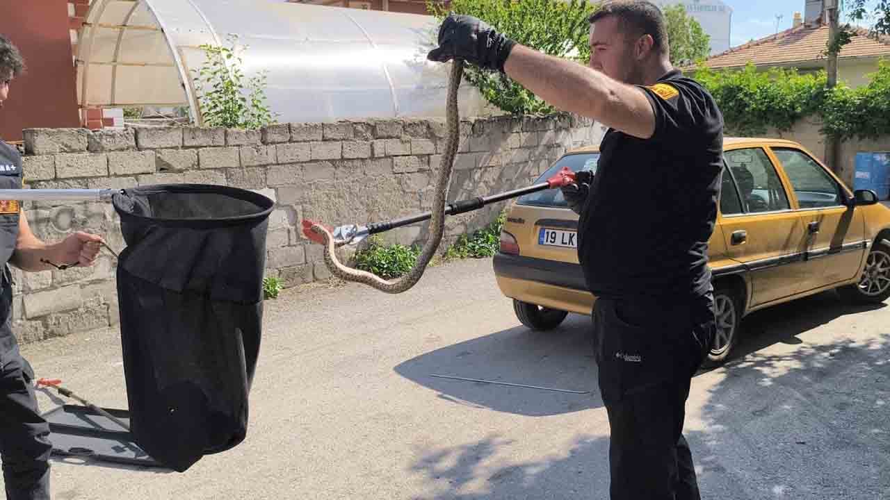 Foto - Davetsiz misafir mahalleyi karıştırdı