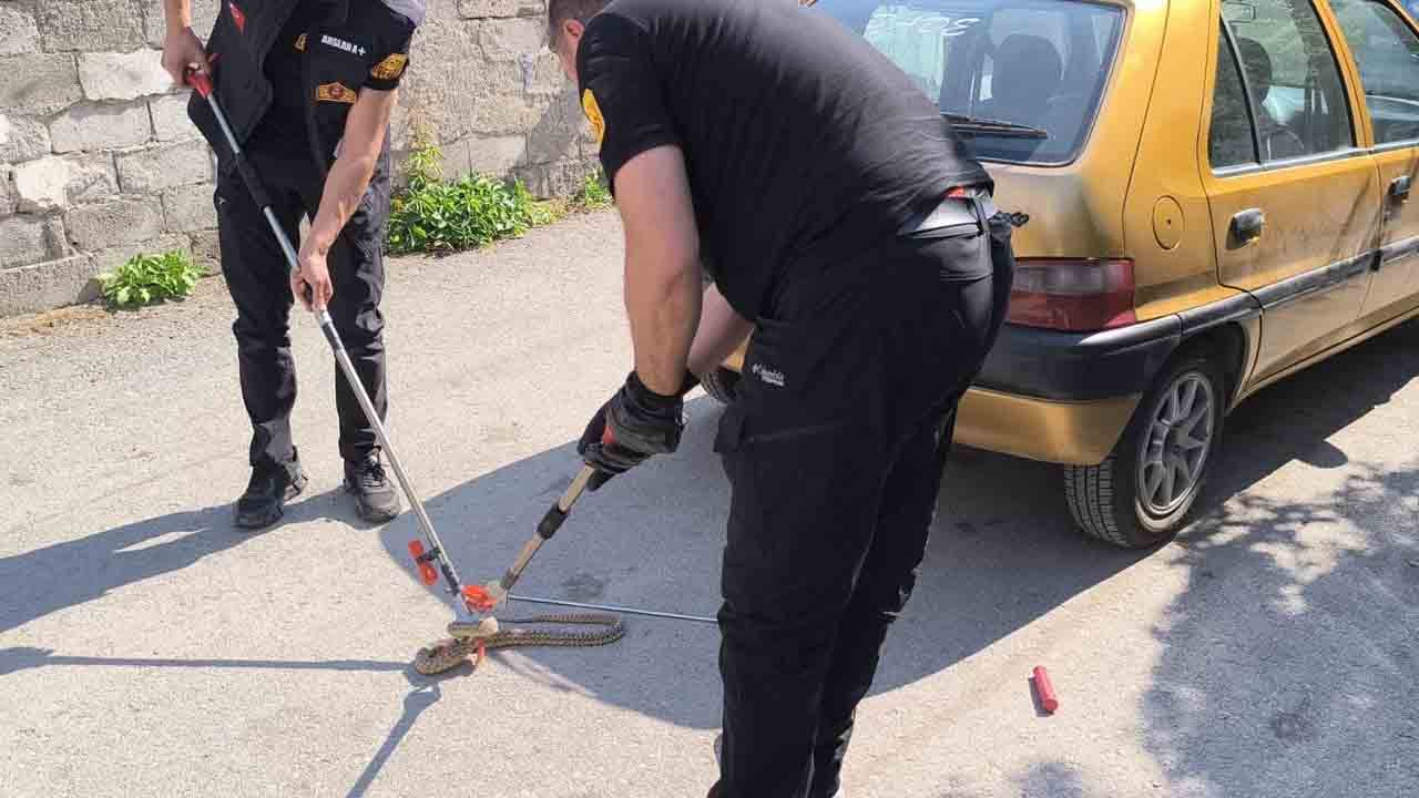 Foto - Davetsiz misafir mahalleyi karıştırdı