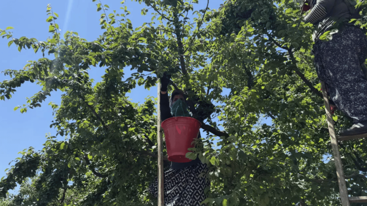 Foto - Davullu zurnalı hasat! 4 kat artınca göbek attılar!