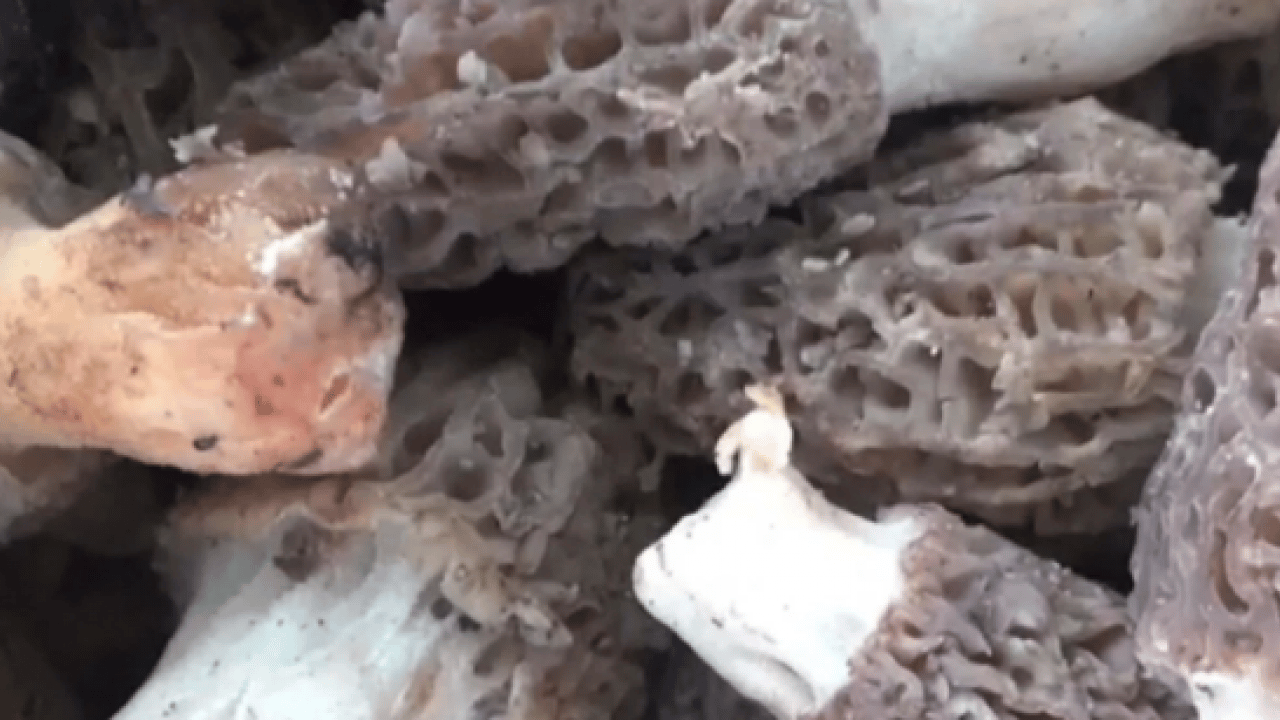 Değeri altında yarışıyor! Köylülerin gelir kapısı oldu