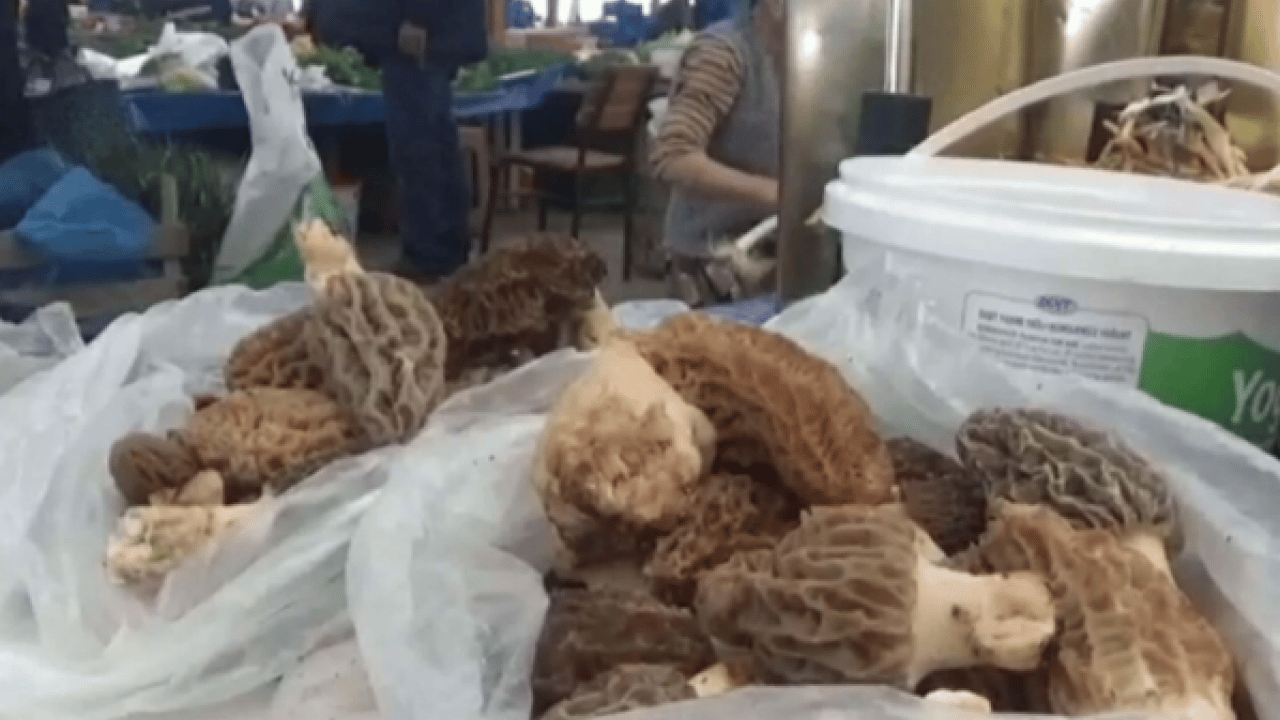 Foto - Değeri altında yarışıyor! Köylülerin gelir kapısı oldu