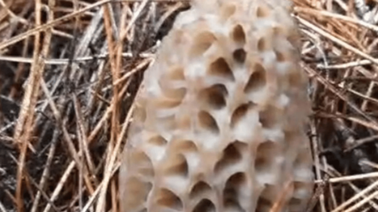 Foto - Değeri altında yarışıyor! Köylülerin gelir kapısı oldu