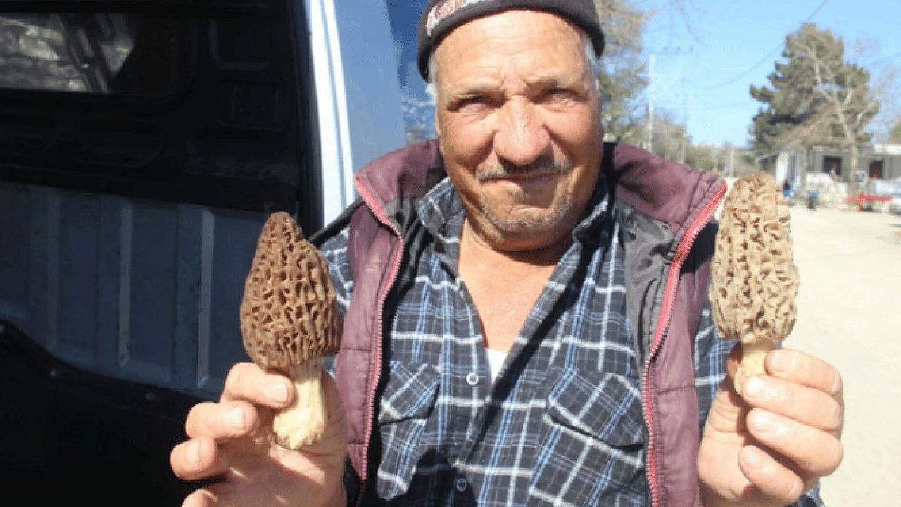 Foto - Değeri altında yarışıyor! Köylülerin gelir kapısı oldu