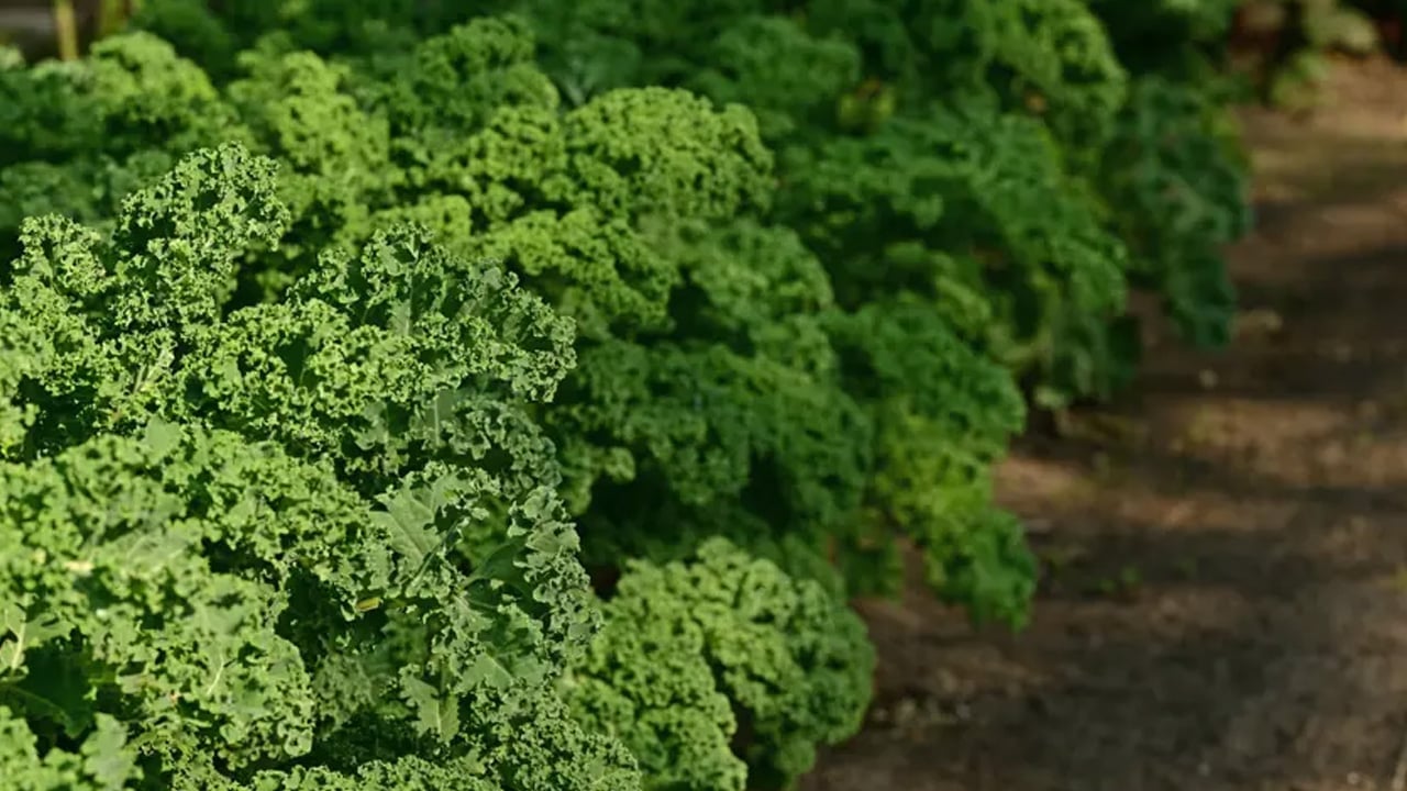 Foto - Değerini bilmiyoruz! Meğer süper gıda: Lahana yoksul toplumların gözbebeğiydi! C vitamini deposu, yiyin etkileyecek...