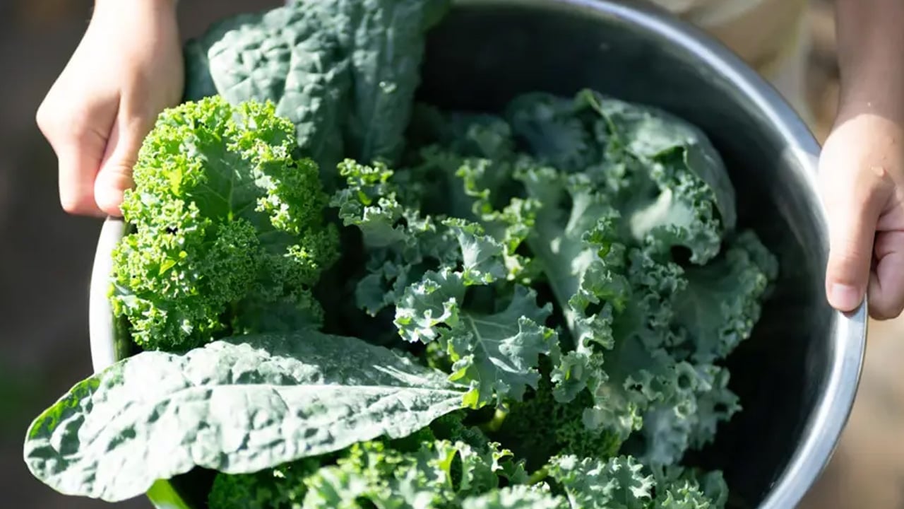 Foto - Değerini bilmiyoruz! Meğer süper gıda: Lahana yoksul toplumların gözbebeğiydi! C vitamini deposu, yiyin etkileyecek...