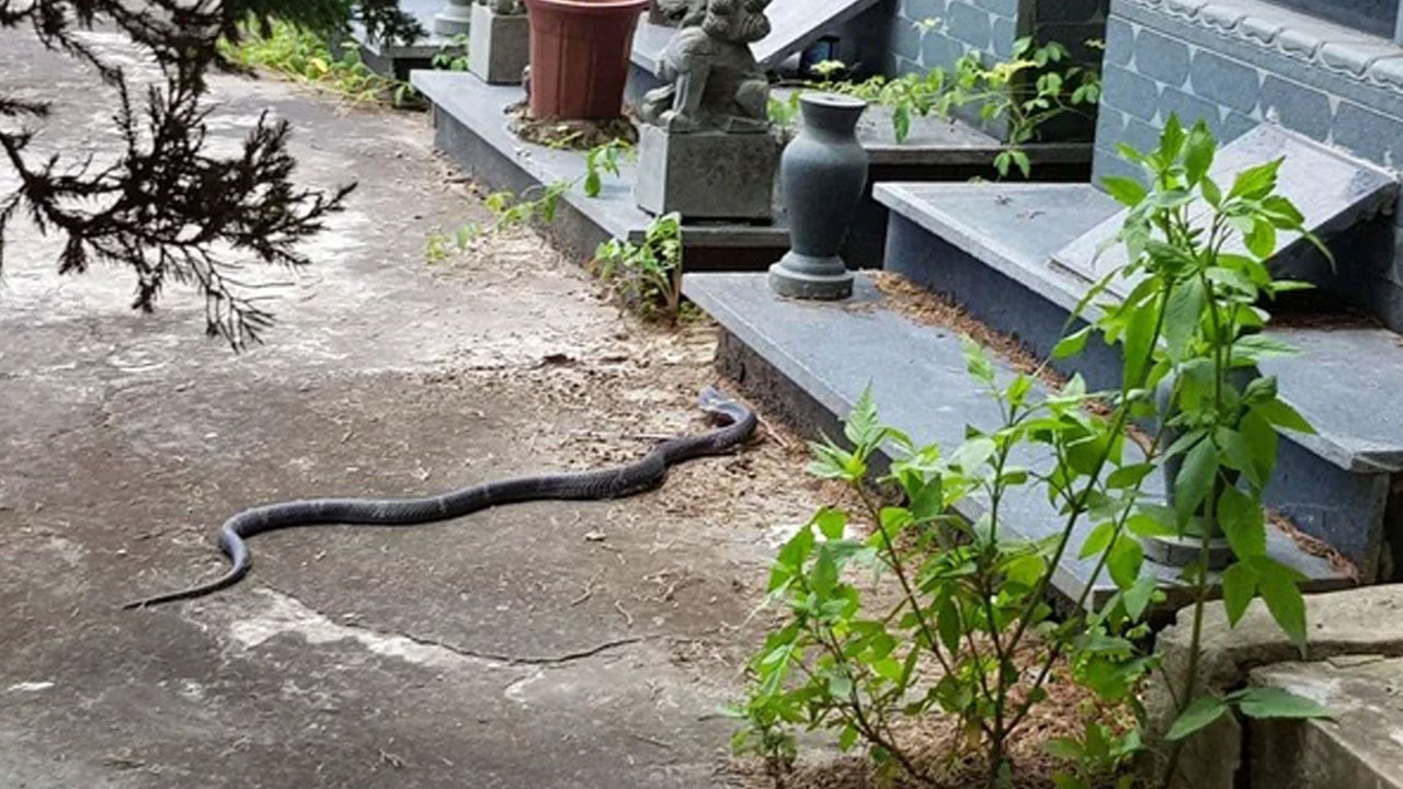 Foto - Dehşet! Sel basınca yüzlerce zehirli yılan çiftlikten kaçtı! Halka uyarı: Her yerde olabilirler