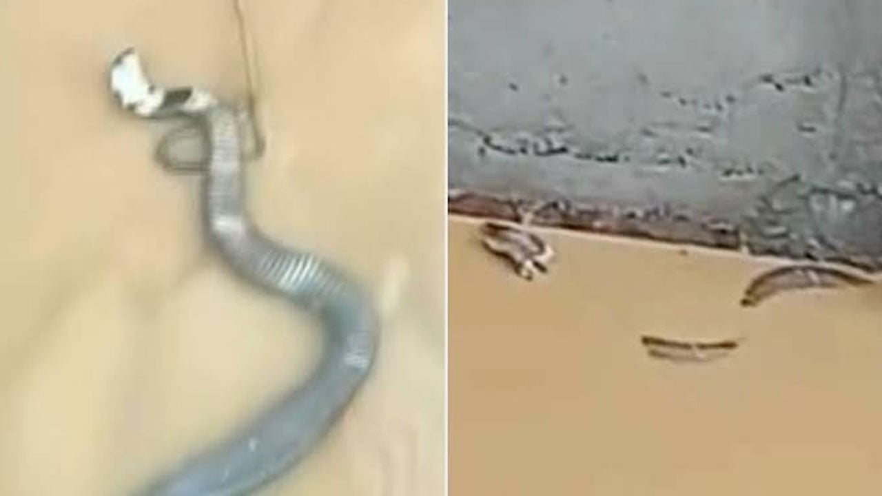 Foto - Dehşet! Sel basınca yüzlerce zehirli yılan çiftlikten kaçtı! Halka uyarı: Her yerde olabilirler
