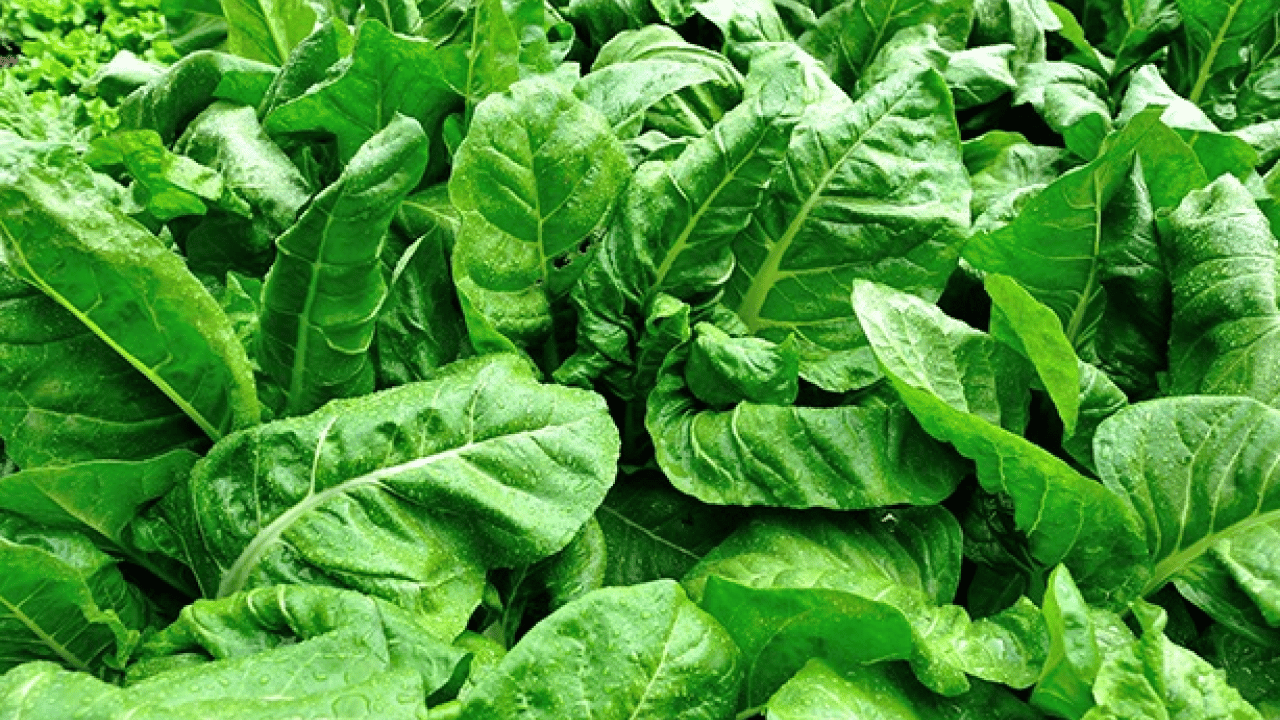 Foto - Demir, magnezyum ve C yüklüyor... Pazardan almadan dönmeyin! Ispanaktan 2 kat daha...