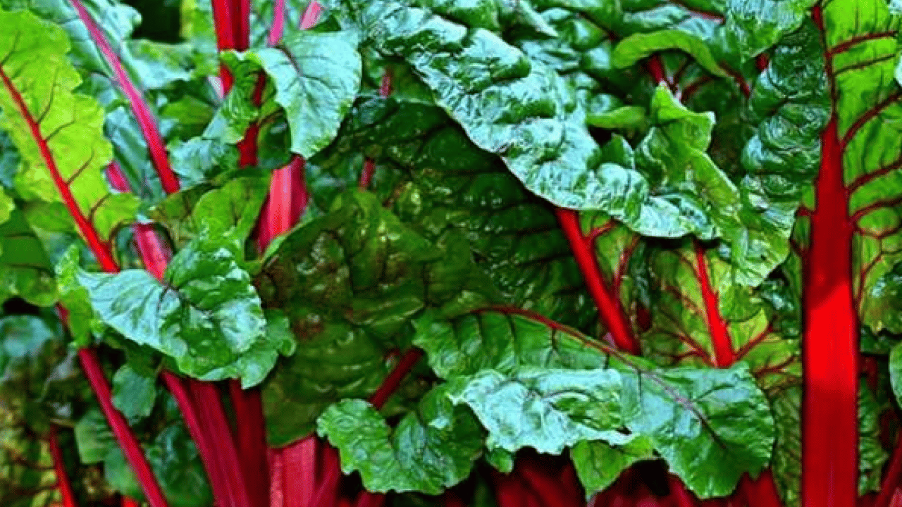 Foto - Demir, magnezyum ve C yüklüyor... Pazardan almadan dönmeyin! Ispanaktan 2 kat daha...