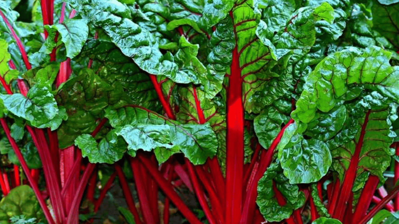 Demir, magnezyum ve C yüklüyor... Pazardan almadan dönmeyin! Ispanaktan 2 kat daha...