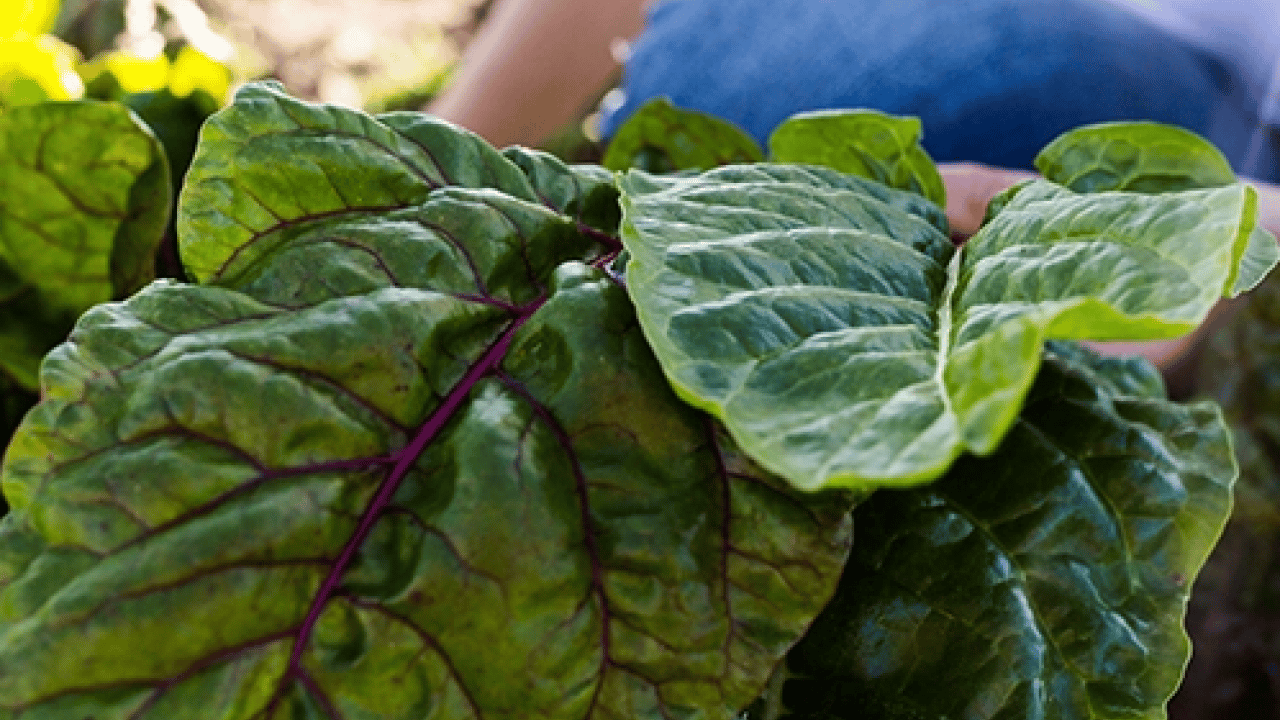 Foto - Demir, magnezyum ve C yüklüyor... Pazardan almadan dönmeyin! Ispanaktan 2 kat daha...