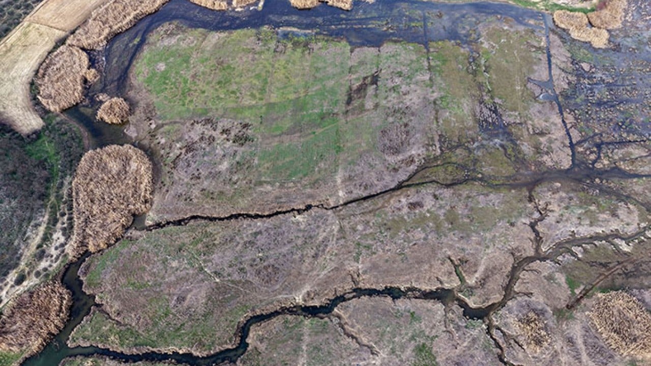 Foto - Demirköprü Barajı'nda suyun yerini yosun aldı!