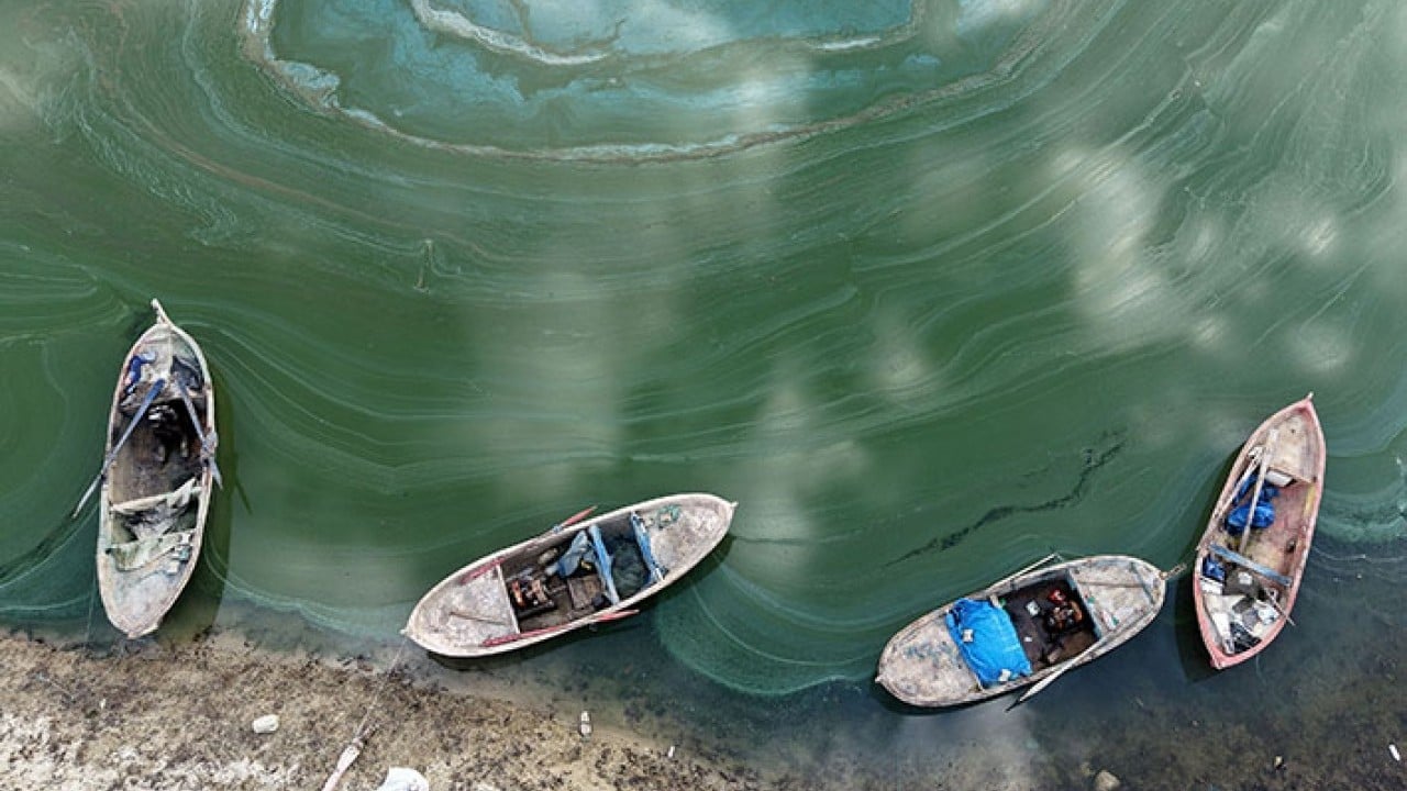 Foto - Demirköprü Barajı'nda suyun yerini yosun aldı!