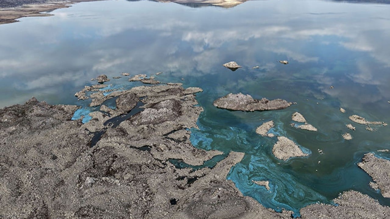 Foto - Demirköprü Barajı'nda suyun yerini yosun aldı!