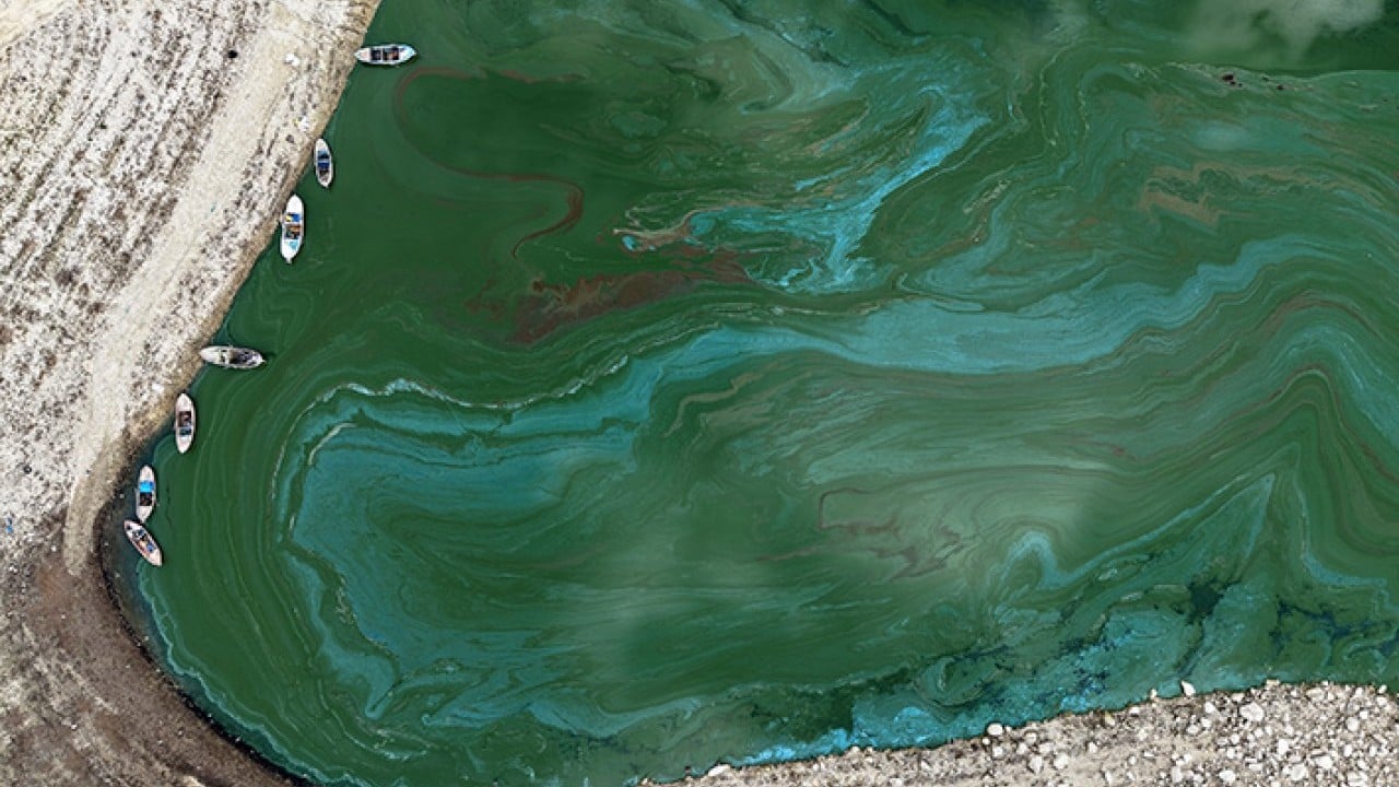 Demirköprü Barajı'nda suyun yerini yosun aldı!