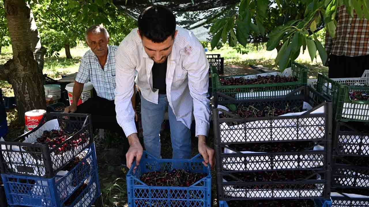 Foto - Deneme aşılamasıyla başladı: Avrupa sofralarının vazgeçilmezi oldu