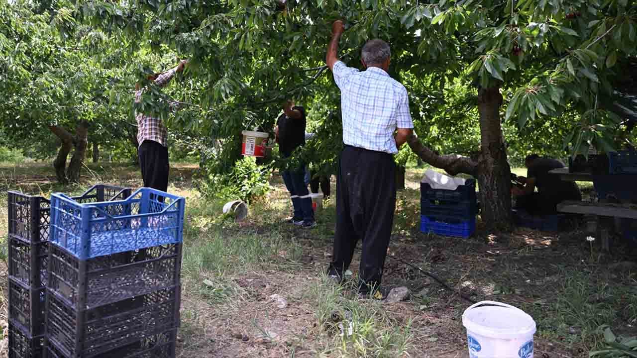 Foto - Deneme aşılamasıyla başladı: Avrupa sofralarının vazgeçilmezi oldu