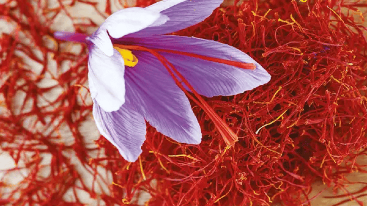 Foto - Denemek için kurdu: Kazancı 1 milyona ulaştı!