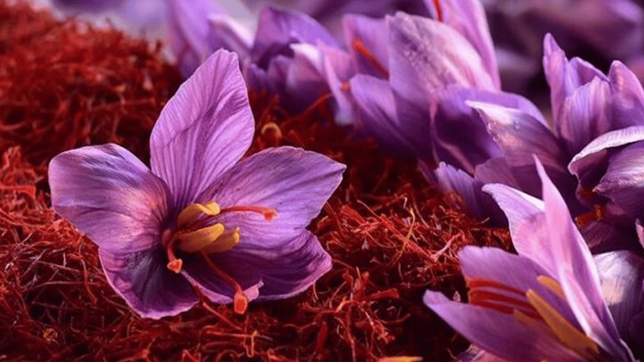 Foto - Denemek için kurdu: Kazancı 1 milyona ulaştı!