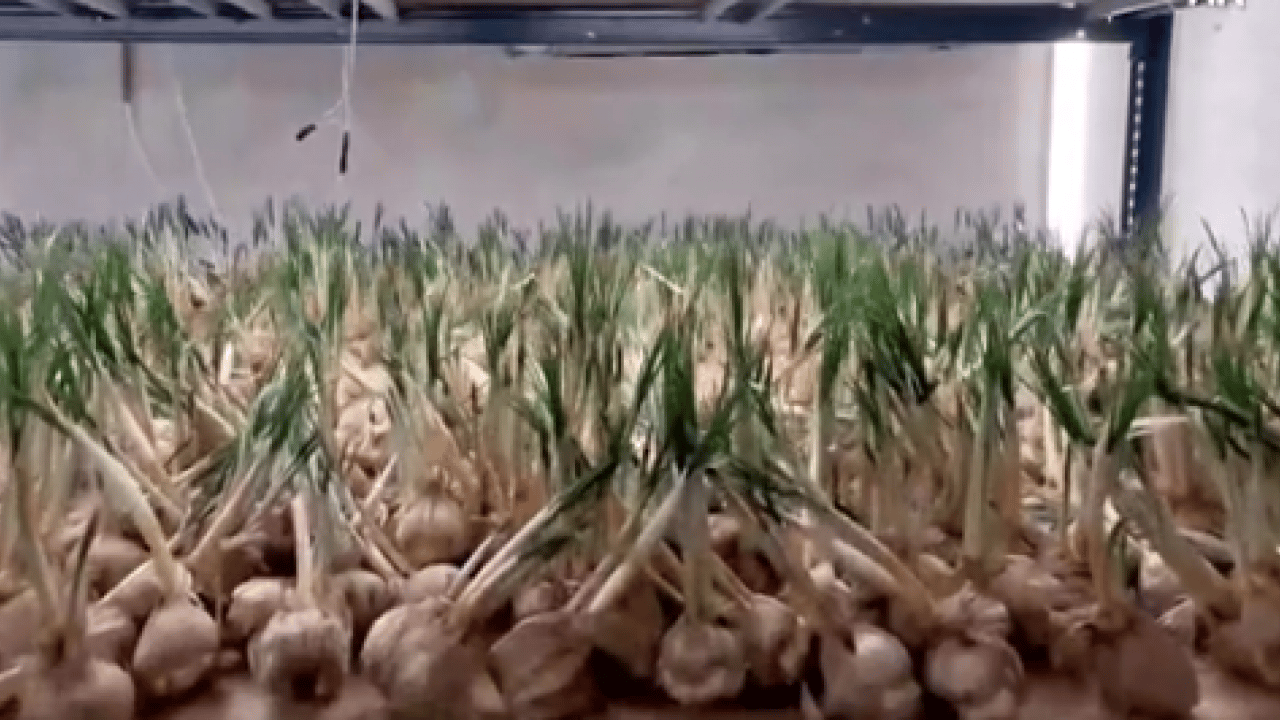 Foto - Denemek için kurdu: Kazancı 1 milyona ulaştı!