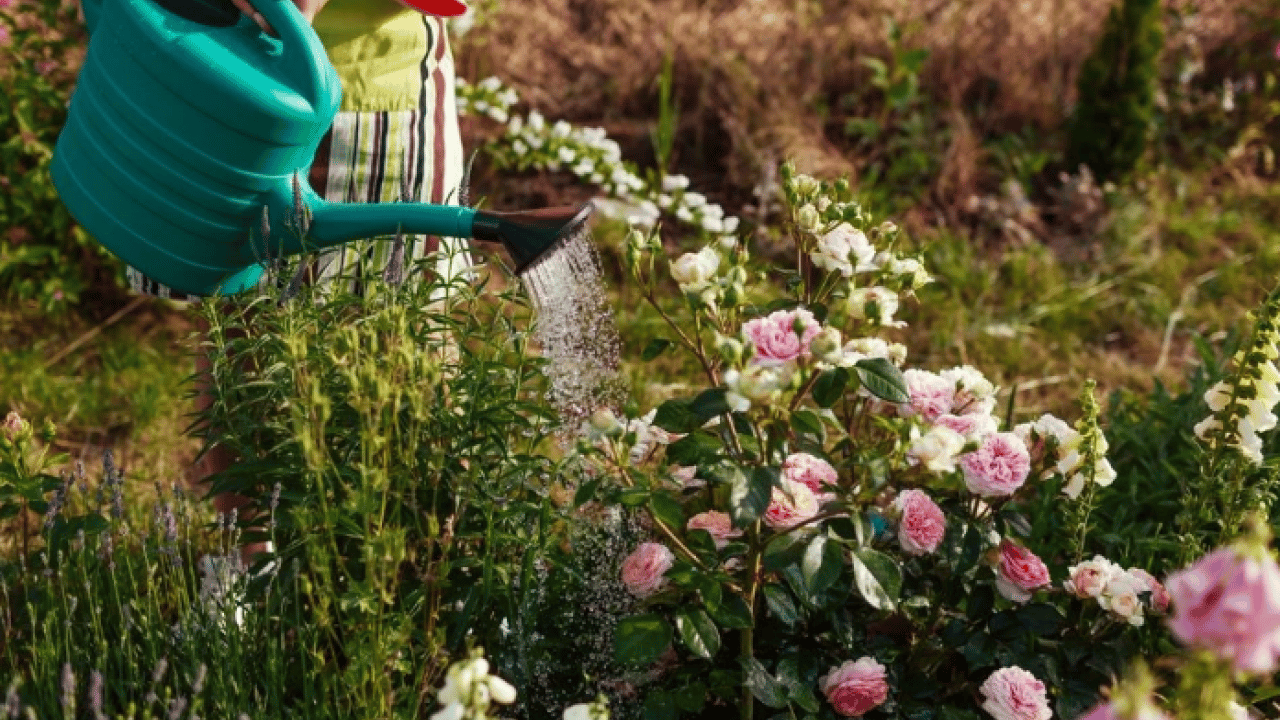 Foto - Deneyince farkını göreceksiniz! Çiçekleri canlandırmanın doğal yolu