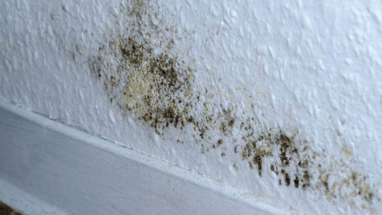 Deneyince farkını göreceksiniz! Duvardan küf ve rutubeti temizlemenin doğal yolu