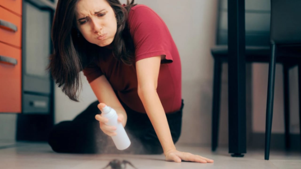 Foto - Deneyince farkını göreceksiniz! Evleri istila eden böceklerden kurtulmanın yolları