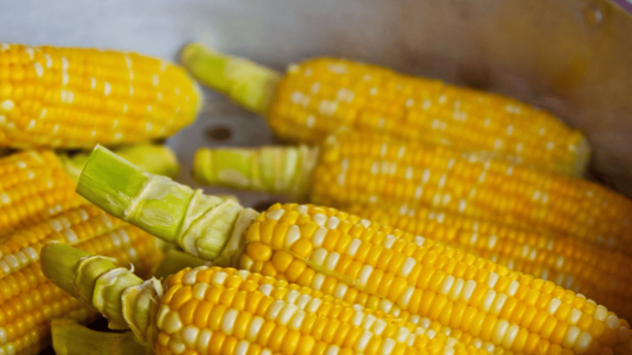 Foto - Deneyince farkını göreceksiniz! Haşlanmış mısırı lokum gibi yumuşak yapmanın sırrı