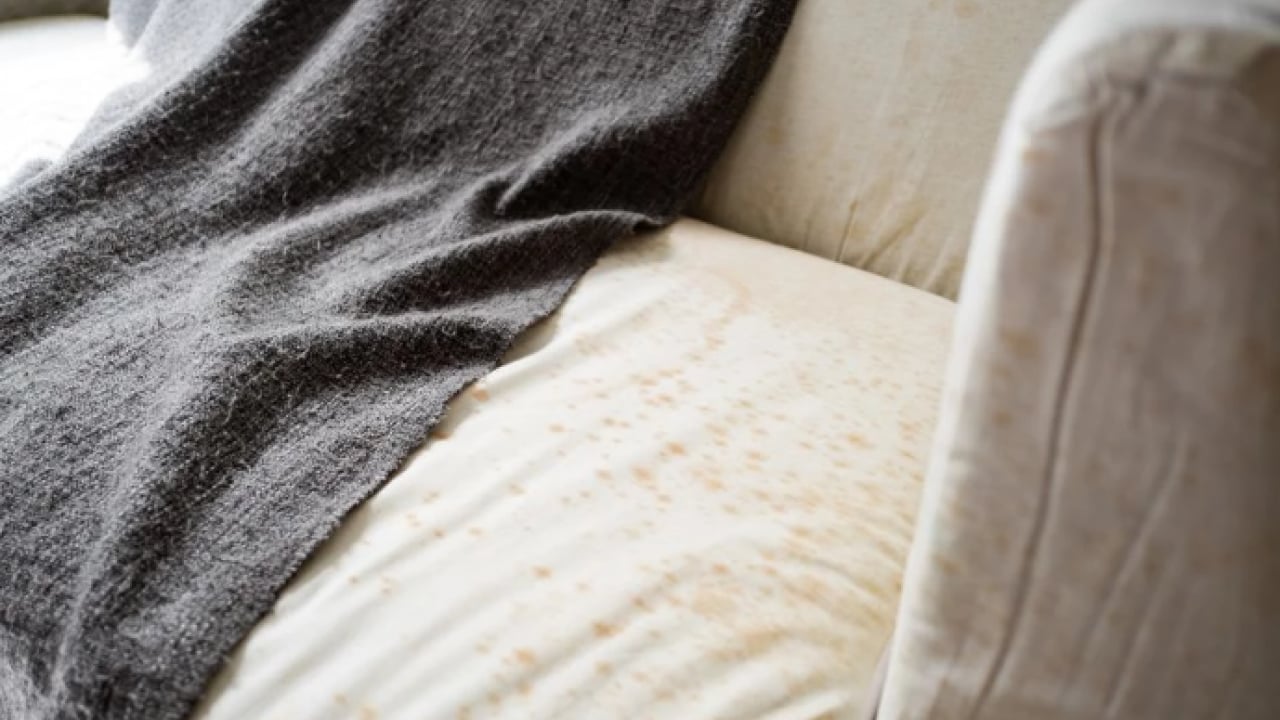 Foto - Deneyince farkını göreceksiniz! Koltuklara dökülen çay ve kahve lekesini gidermenin yolu